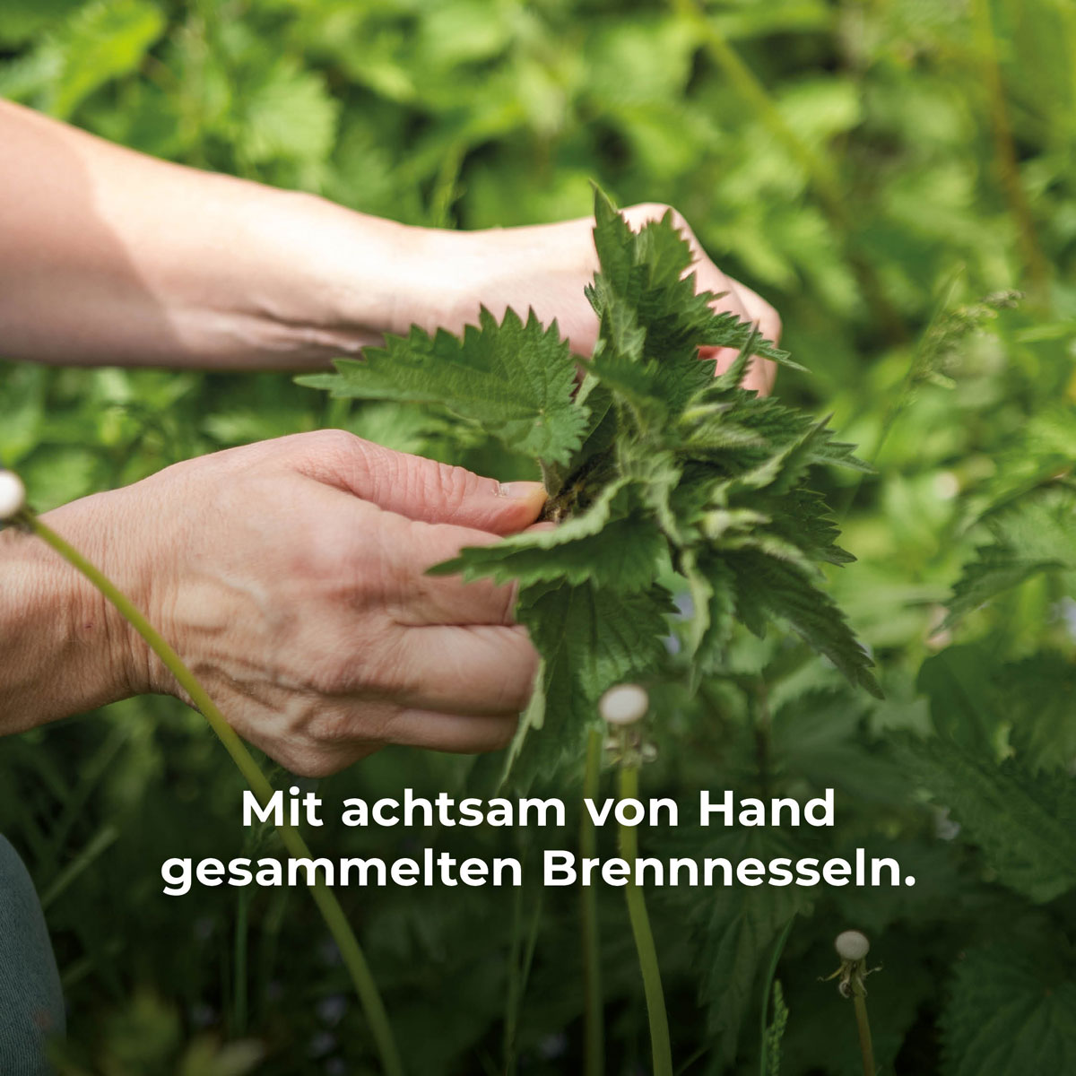 Brennessel-Shampoo Brennessel-Shampoo – Bild 3