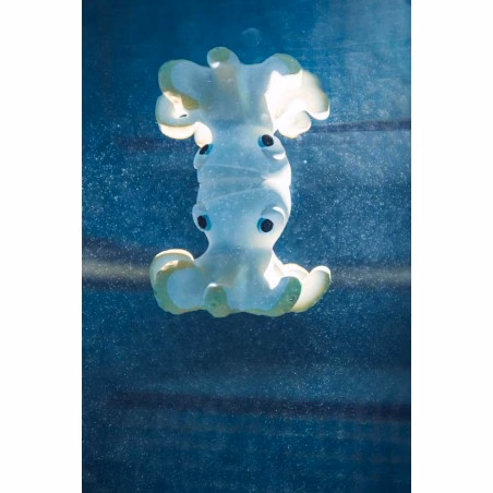 Oli & Carol - Orlando, der Oktopus zum Baden Oli & Carol - Orlando, der Oktopus zum Baden – Bild 4